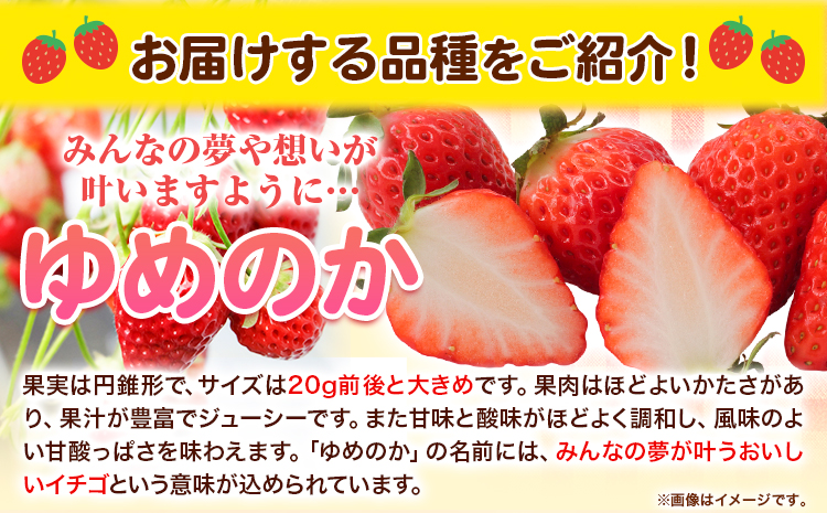 朝摘みいちご ゆめのか 280g×4パック 高地栽培 味采市場 《1月末-3月末頃より出荷予定》いちご 苺 イチゴ---sms_cajicgym_ec13_r7_12500_1120g---