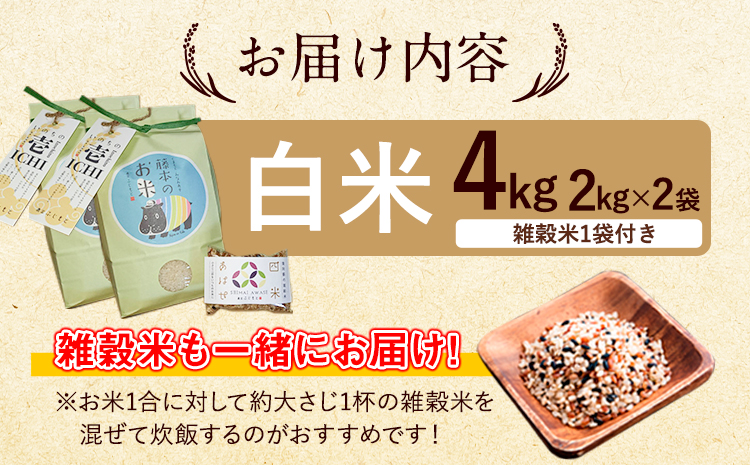 令和7年産  米 いのちの壱(白米) 4kg 雑穀米 付き《60日以内に出荷予定(土日祝除く)》熊本県 南阿蘇村 南阿蘇 虹色のかば---sms_inci6_60d_r7_14500_h4kg---