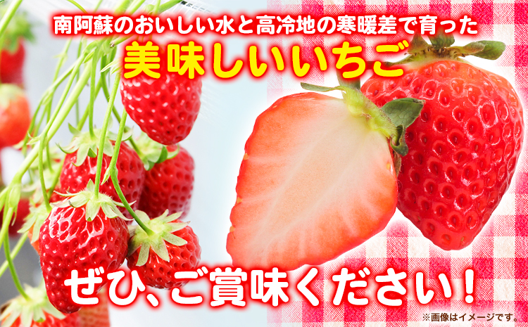 朝摘みいちご ゆめのか 280g×4パック 高地栽培 味采市場 《1月末-3月末頃より出荷予定》いちご 苺 イチゴ---sms_cajicgym_ec13_r7_12500_1120g---
