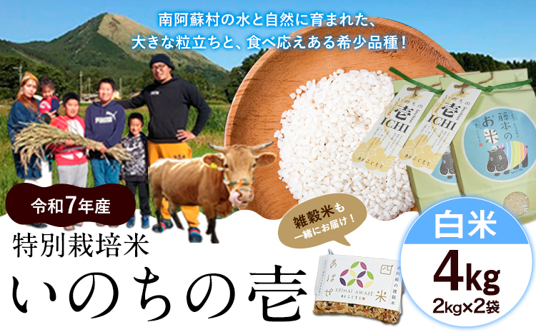 令和7年産  米 いのちの壱(白米) 4kg 雑穀米 付き《60日以内に出荷予定(土日祝除く)》熊本県 南阿蘇村 南阿蘇 虹色のかば---sms_inci6_60d_r7_14500_h4kg---