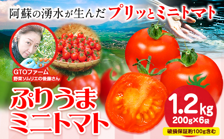 ぷりうまミニトマト 1.2kg (200g × 6袋) 破損保証約100g含む トマト ミニトマト 野菜 GTOファーム 熊本県 南阿蘇村《30日以内に出荷予定(土日祝除く)》---sms_cgtomtmt_30d_r7_13000_1200g---