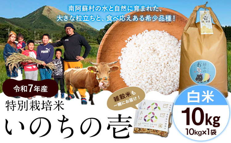 令和7年産 米 いのちの壱(白米) 10kg(10kg×1袋) 雑穀米 付《60日以内に出荷予定(土日祝除く)》熊本県 南阿蘇村 南阿蘇 虹色のかば---sms_inci6_60d_r7_33500_h10kg---
