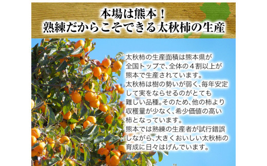 柿の横綱！『太柿』10玉前後(約3.5kg前後) 熊本県  JAかみましき《10月中旬-11月上旬頃出荷》フルーツ 熊本県産 ---sm_jatkaki_g10_21_10000_3500g---st-p