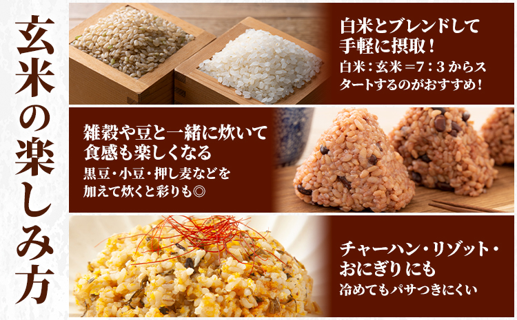 玄米 10kg さこんたろう《90日以内に発送予定(土日祝除く)》熊本県 御船町 コメ おこめ ごはん 熊本県産---mifune_skt_4_10kg---