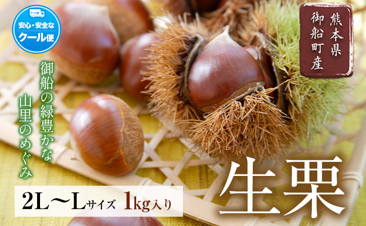 【先行予約】生栗 熊本県御船町産限定 約1kg(2L-Lサイズ) 期間限定 野菜 予約 スイーツ きんとん 甘露煮 渋皮煮《2026年9月上旬-9月下旬頃出荷》---mifune_lcl_199_1---