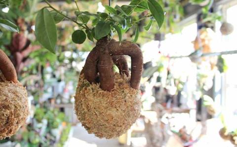 FKK19-820_ガジュマル苔玉