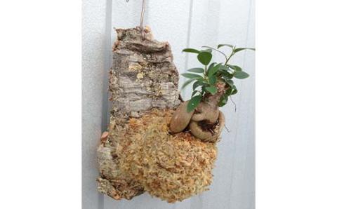 FKK19-821_ガジュマル コルク板付