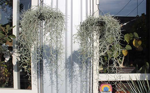 FK7-0189 エアープランツ ウスネオイデス オリジナル吊り下げ器具付き 観葉植物 植物 プラント 園芸 ガーデニング インテリア
