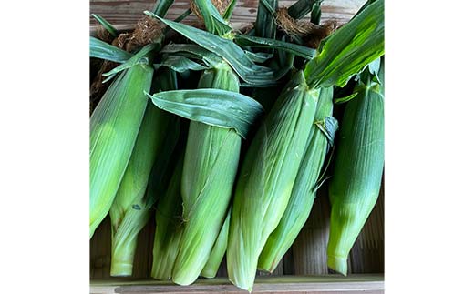 FK7-0231_ 【先行予約】嘉島町産ドルチェドリーム4kg ※令和8年4月中旬より発送開始 野菜 とうもろこし トウモロコシ 甘い ジューシー ドルチェドリーム 嘉島町