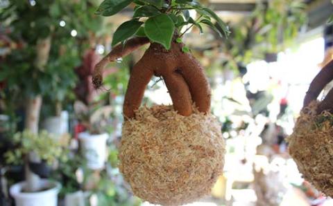 FKK19-820_ガジュマル苔玉