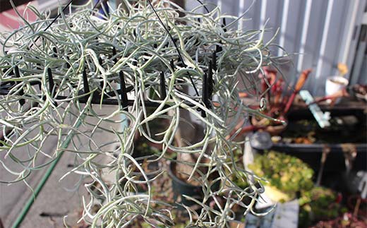 FK7-0189 エアープランツ ウスネオイデス オリジナル吊り下げ器具付き 観葉植物 植物 プラント 園芸 ガーデニング インテリア