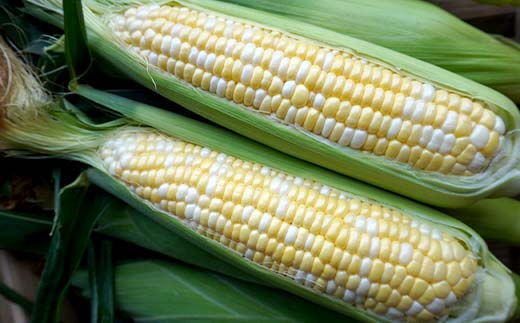 FK7-0231_ 【先行予約】嘉島町産ドルチェドリーム4kg ※令和8年4月中旬より発送開始 野菜 とうもろこし トウモロコシ 甘い ジューシー ドルチェドリーム 嘉島町