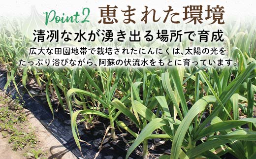 FK7-0179_【先行予約】 生にんにく 1kg
