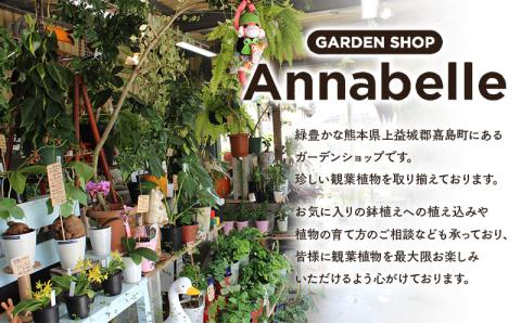 FKK19-820_ガジュマル苔玉