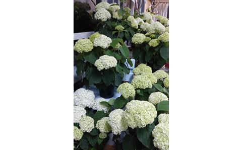 FKK19-806_【先行予約】アナベル栽培セット 花 はな ガーデニング フラワー アジサイ 紫陽花 インテリア 観葉植物 観賞用 鉢植え 苗