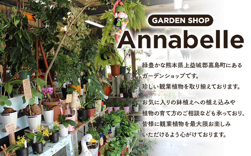 FK7-0189 エアープランツ ウスネオイデス オリジナル吊り下げ器具付き 観葉植物 植物 プラント 園芸 ガーデニング インテリア