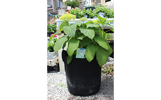 FKK19-883_【先行予約】アナベル 栽培セット(2株) 花 はな ガーデニング フラワー アジサイ 紫陽花 インテリア 観葉植物 観賞用 鉢植え 苗