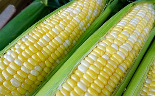 FK7-0231_ 【先行予約】嘉島町産ドルチェドリーム4kg ※令和8年4月中旬より発送開始 野菜 とうもろこし トウモロコシ 甘い ジューシー ドルチェドリーム 嘉島町