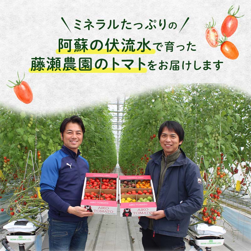 FK7-0211_【3カ月定期】嘉島町産アイコトマト1kg もぎたて 産地直送 産直 有機肥料 甘い フルーティー ミニトマト プチトマト リコピン 新鮮 フレッシュ サラダ 朝食 野菜 食品