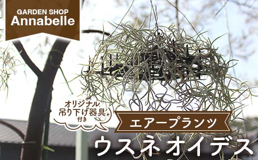 FK7-0189 エアープランツ ウスネオイデス オリジナル吊り下げ器具付き 観葉植物 植物 プラント 園芸 ガーデニング インテリア