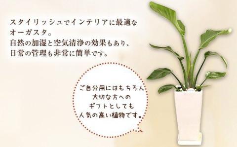 オーガスタ 観葉植物 角鉢(横15cm×高さ30cm)