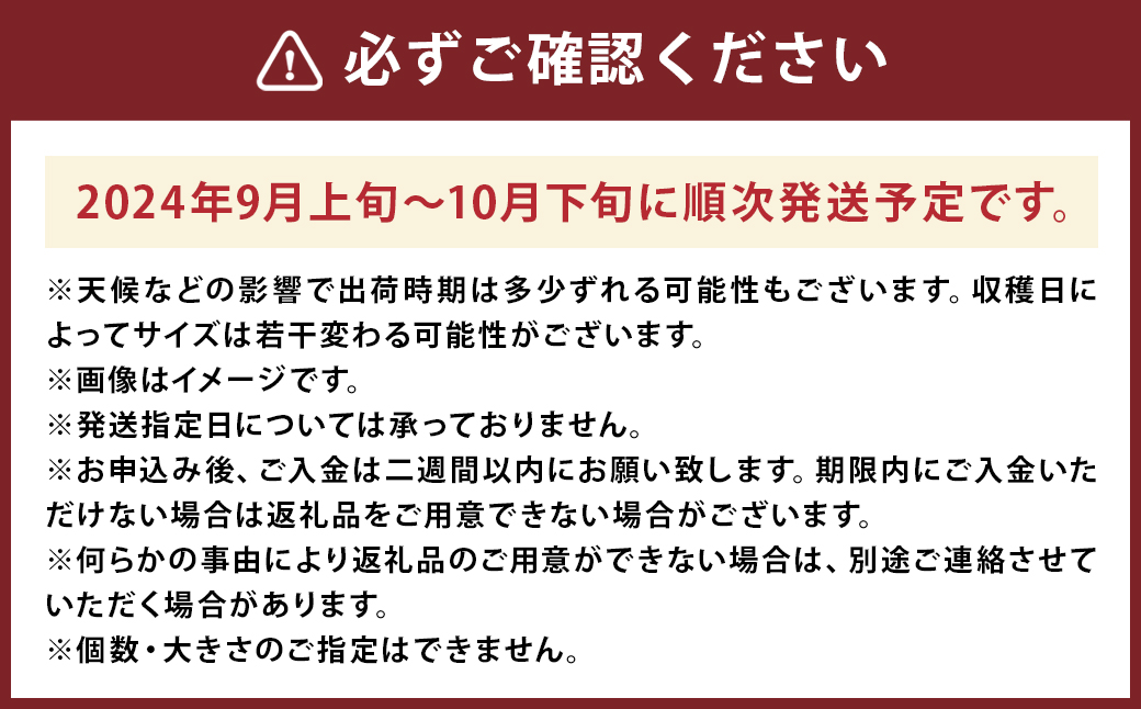 産地直送 朝採り 柿 約3kg 【2024年9月上旬-10月下旬発送予定】