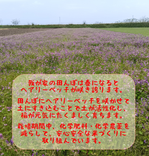 【令和7年産】 熊本県 益城町産 単一原料米 「ヒノヒカリ」 10kg（5kg×2袋） 【2026年9月下旬まで順次発送予定】