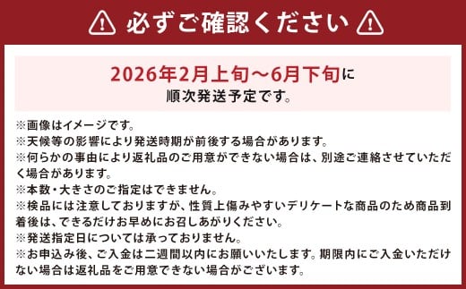 紅はるか 約5kg さつまいも サツマイモ 野菜 いも【2026年2月上旬～6月下旬発送予定】