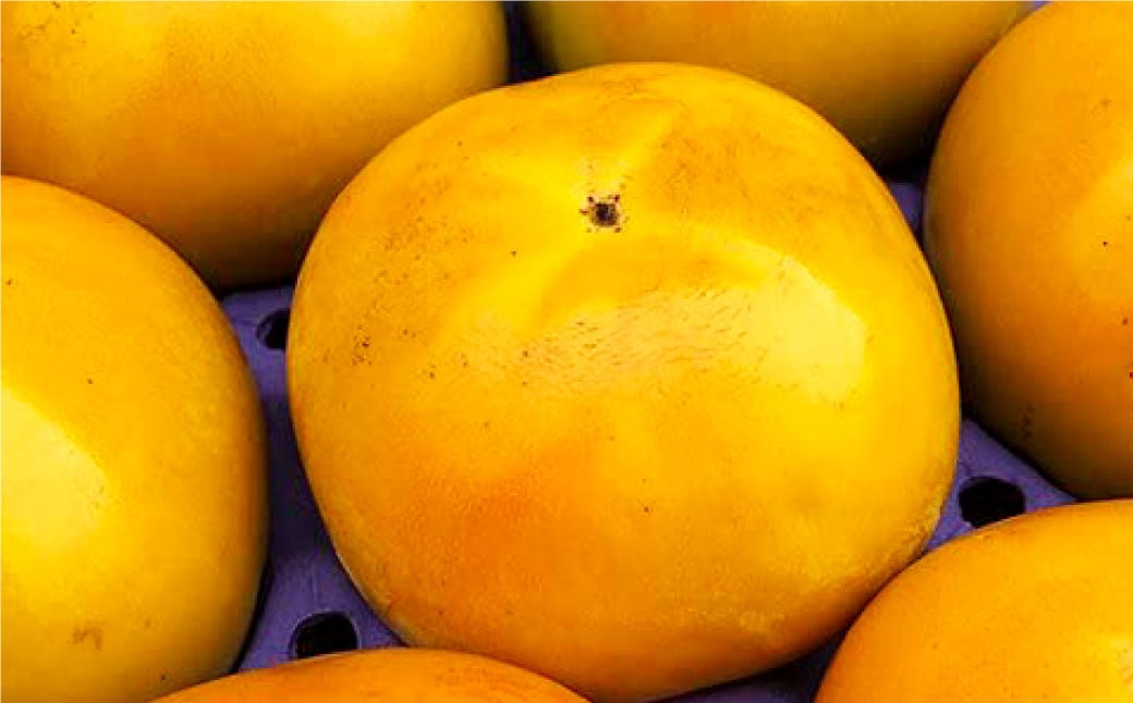 【2023年10月下旬発送開始】 益城産 太秋柿 秀品 約3kg 柿 8~14玉 果物