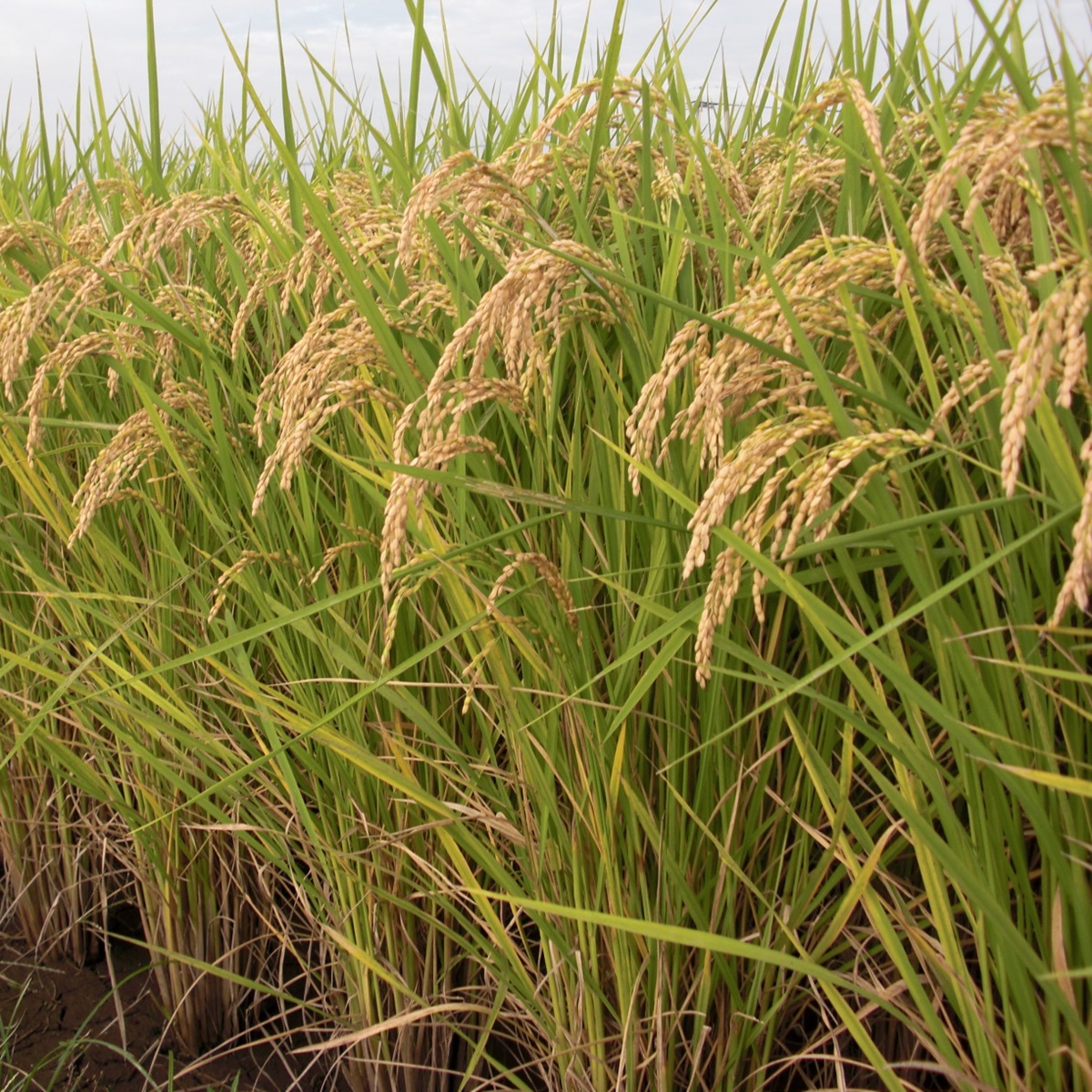 【令和7年産】 熊本県 益城町産 単一原料米 「ヒノヒカリ」 10kg（5kg×2袋） 【2026年9月下旬まで順次発送予定】