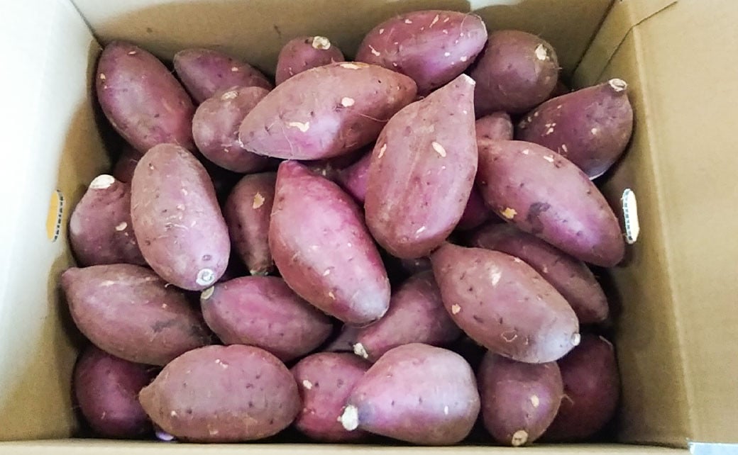 【2023年12月上旬発送開始】さつまいも シルクスイート 5kg さつま芋