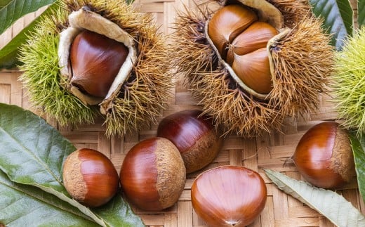 生栗 クリ 大粒 2L以上 約2kg