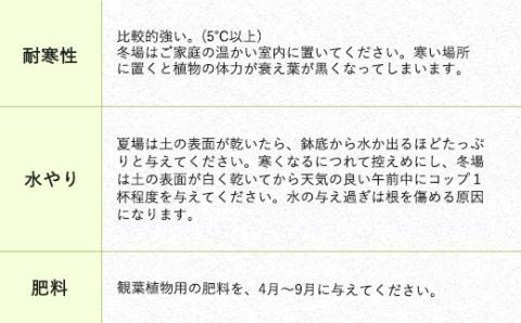 モンステラ 観葉植物 丸鉢(幅16cm×高さ23cm)