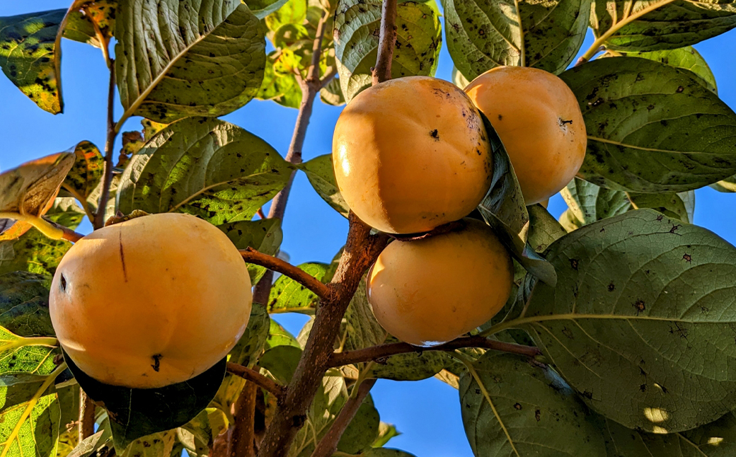 太秋柿 約6kg（16～32玉）【2025年10月上旬～11月上旬発送予定】