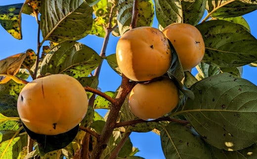 太秋柿 約3kg（8～15玉）柿 カキ 果物【2026年10月上旬～11月上旬発送予定】