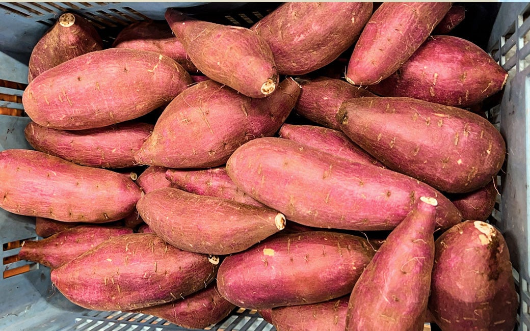 【2023年12月上旬発送開始】さつまいも シルクスイート 5kg さつま芋