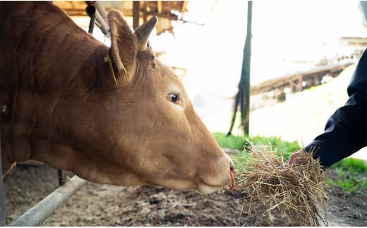 GI認証 くまもと あか牛 すき焼き用 切り落し 300g×2 計600g