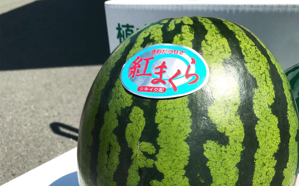 【2024年3月下旬発送開始】紅まくら スイカ 5kg以上 1玉