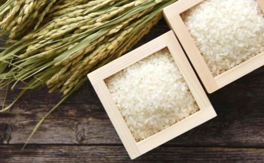 令和7年産 森のくまさん 10kg（ご飯の友付き）米 白米 熊本県 益城町産 【2025年10月上旬より順次発送予定】