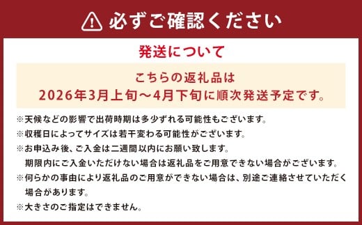 【数量限定】朝堀り 筍 2kg　熊本県産米 約500g 付き