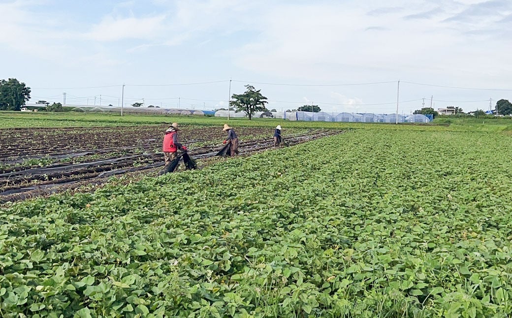 【2023年12月上旬発送開始】さつまいも シルクスイート 5kg さつま芋