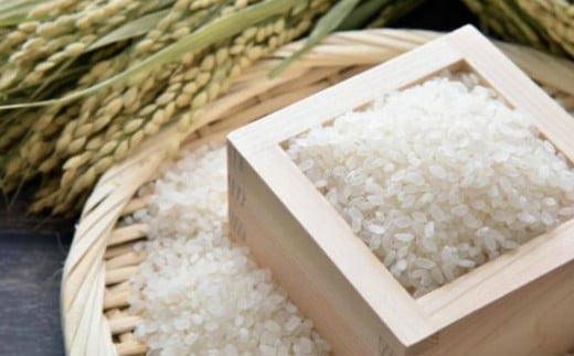 令和7年産 森のくまさん 10kg（ご飯の友付き）米 白米 熊本県 益城町産 【2025年10月上旬より順次発送予定】