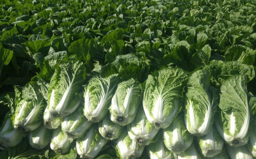 キムチの里 オリジナル 国産 大容量 キムチ 3kg 1kg ×3袋