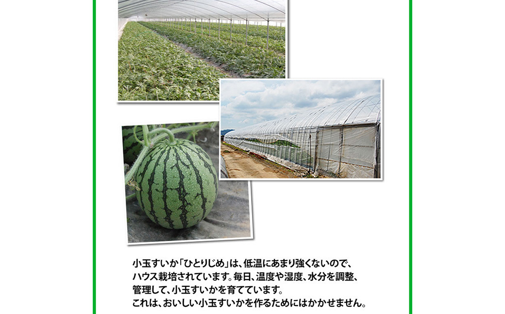 小玉すいか 秀品 2玉 約2～3kg