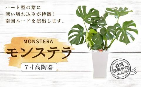 益城復興祈念 モンステラ 7寸 高陶器 鉢40cm