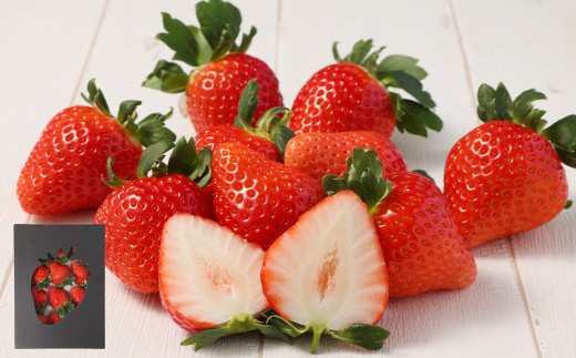 益城産 いちご 500g×1パック 贈答箱入り