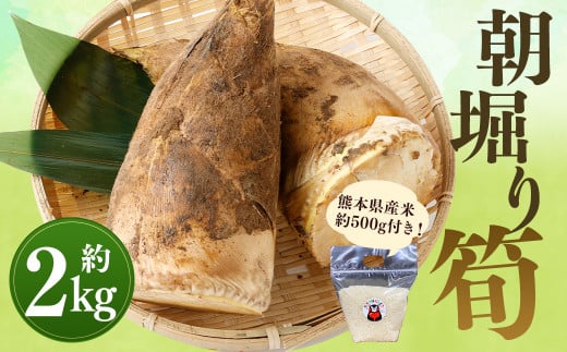 【数量限定】朝堀り 筍 2kg　熊本県産米 約500g 付き