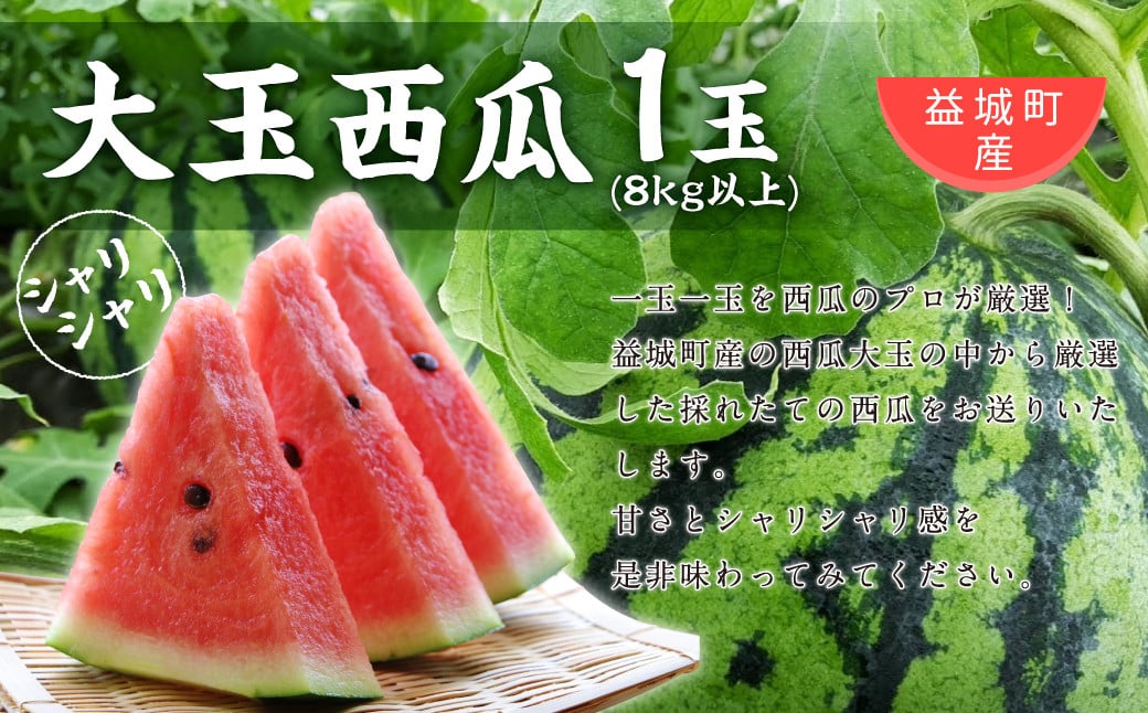 【2023年5月上旬発送開始】益城町産 大玉 西瓜 1玉 8kg以上 すいか 熊本県