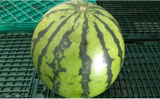 大玉 すいか 1玉 8kg 以上 西瓜 益城産