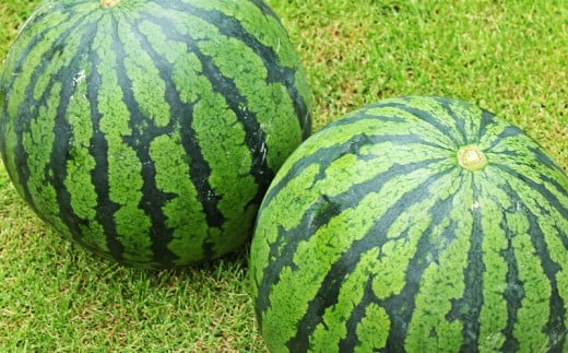大玉すいか 2玉 L以上 約10kg 【2026年5月上旬～6月下旬発送予定】